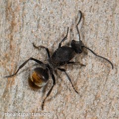 Polyrhachis vermiculosa
