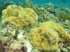 Montipora caliculata