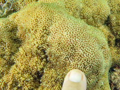 Montipora caliculata