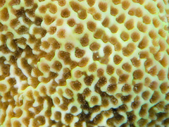 Montipora caliculata