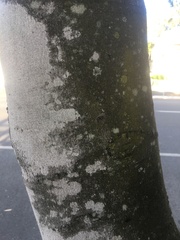 Buckinghamia celsissima