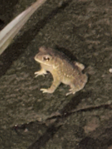 Asian Common Toad