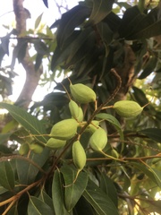 Buckinghamia celsissima