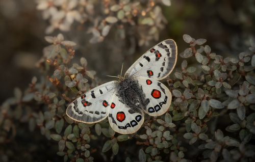Parnassius szechenyii