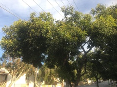 Buckinghamia celsissima