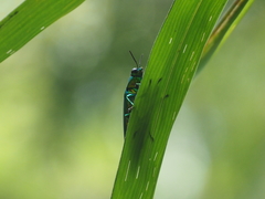 Chrysochroinae