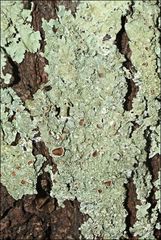 Flavoparmelia rutidota