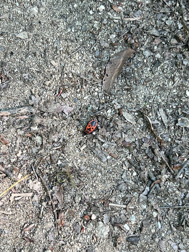 European Firebug