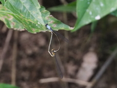 Pseudagrion pruinosum