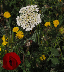 Tordylium trachycarpum