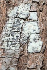 Pertusaria pertractata