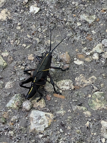 ヒガシユムシバッタ
