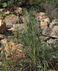 Asphodeline brevicaulis