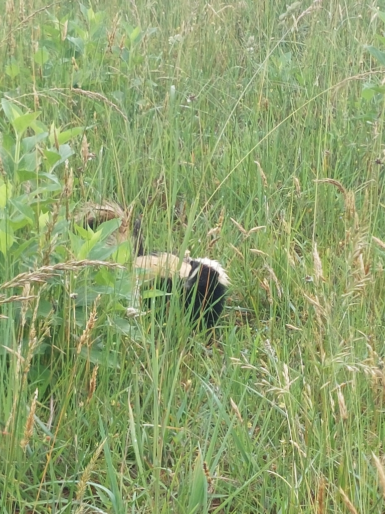 Eastern Skunk