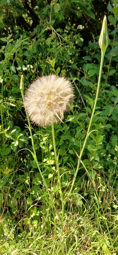 meadow salsify