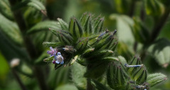 Buglossoides tenuiflora