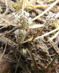 Lomatium linearifolium