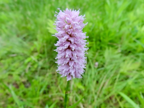 meadow bistort (Polygonum bistorta)