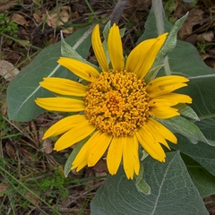 Wyethia helenioides