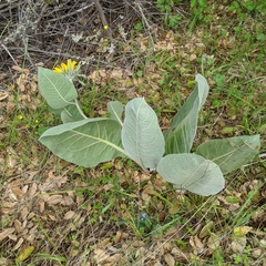 Wyethia helenioides