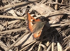 Aglais urticae