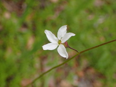 Lithophragma cymbalaria
