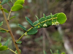 Phyllanthus dallachyanus