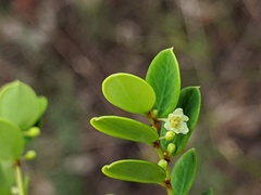 Phyllanthus dallachyanus