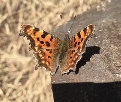 Polygonia c-album