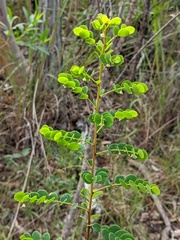 Phyllanthus dallachyanus