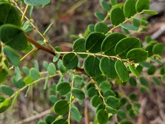 Phyllanthus dallachyanus