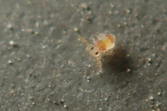 Deuterosminthurus bicinctus