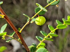 Phyllanthus dallachyanus