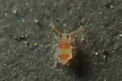Deuterosminthurus bicinctus