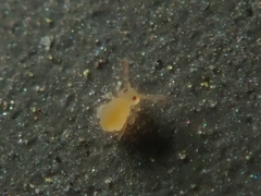 Deuterosminthurus pallipes