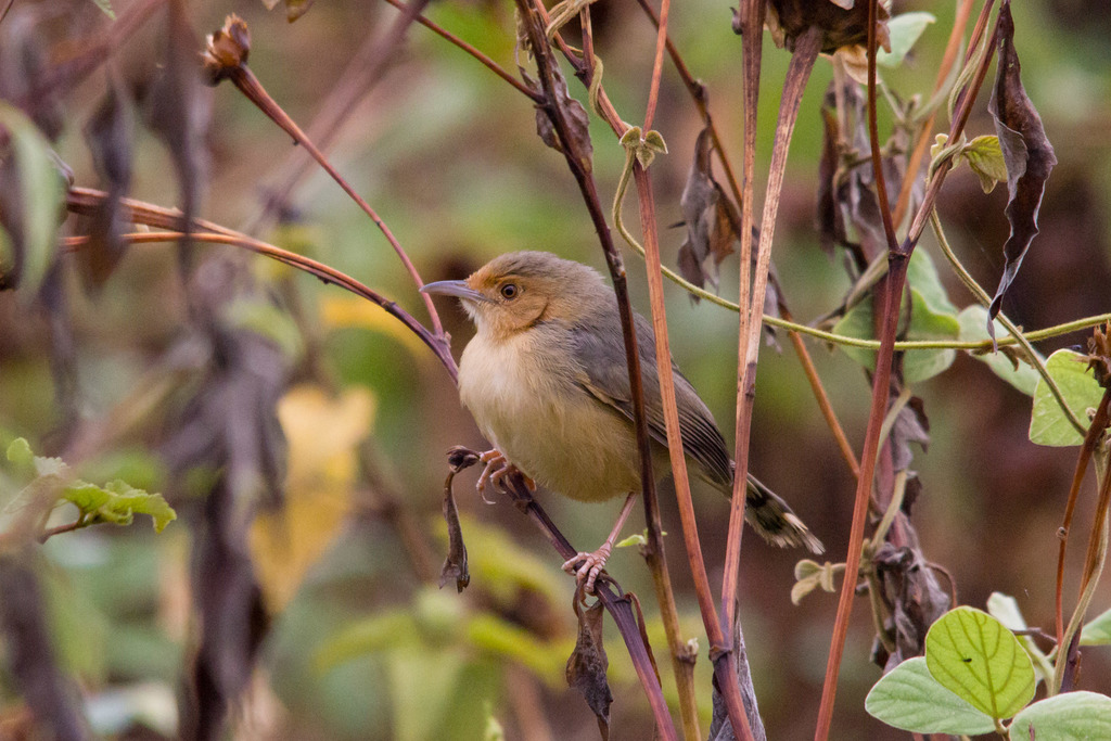 Red-faced Cisticola (Cisticola erythrops) photo