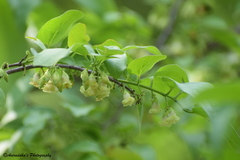 Diospyros montana