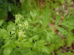 Osmorhiza brachypoda