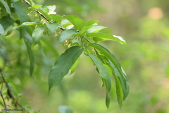 Diospyros montana