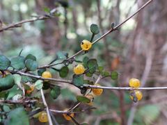 Coprosma spathulata spathulata