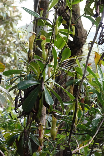 Nepenthes pervillei