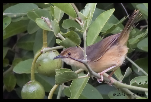 Red-faced Cisticola