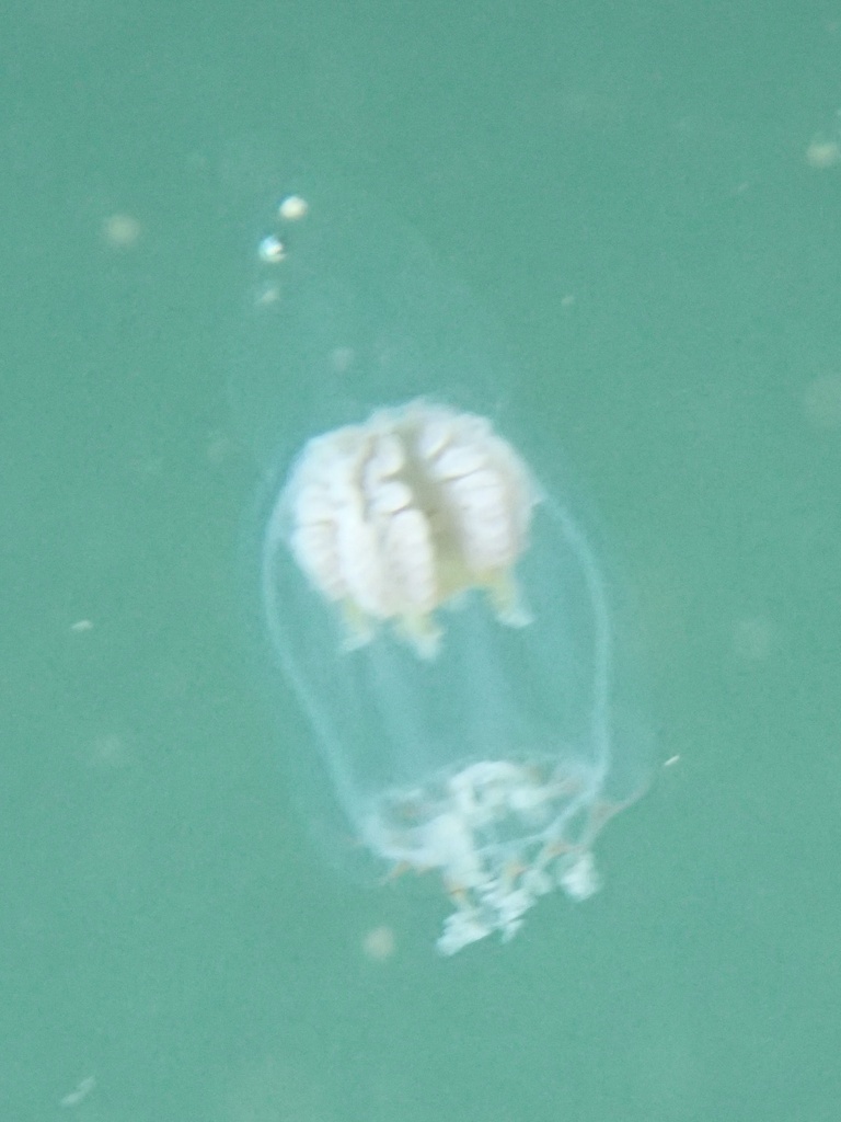 Leuckartiara longicalcar