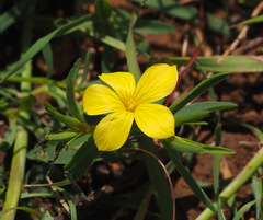 Linum nodiflorum