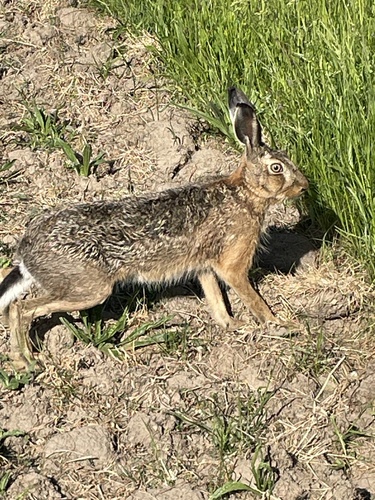 Brown Hare