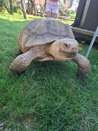 African Spurred Tortoise