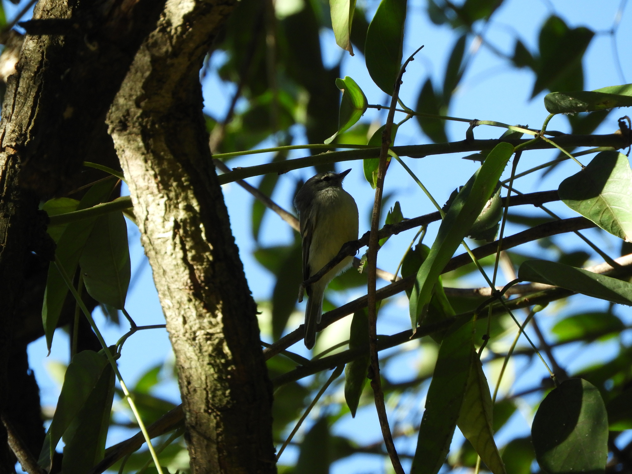 Straneck's Tyrannulet (Serpophaga griseicapilla), photo 7