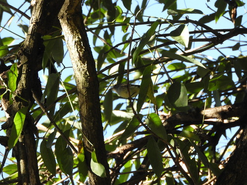 Straneck's Tyrannulet (Serpophaga griseicapilla), photo 10