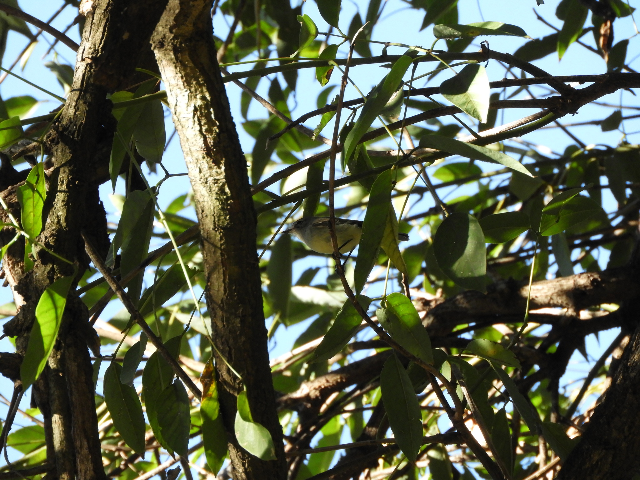 Straneck's Tyrannulet (Serpophaga griseicapilla), photo 9
