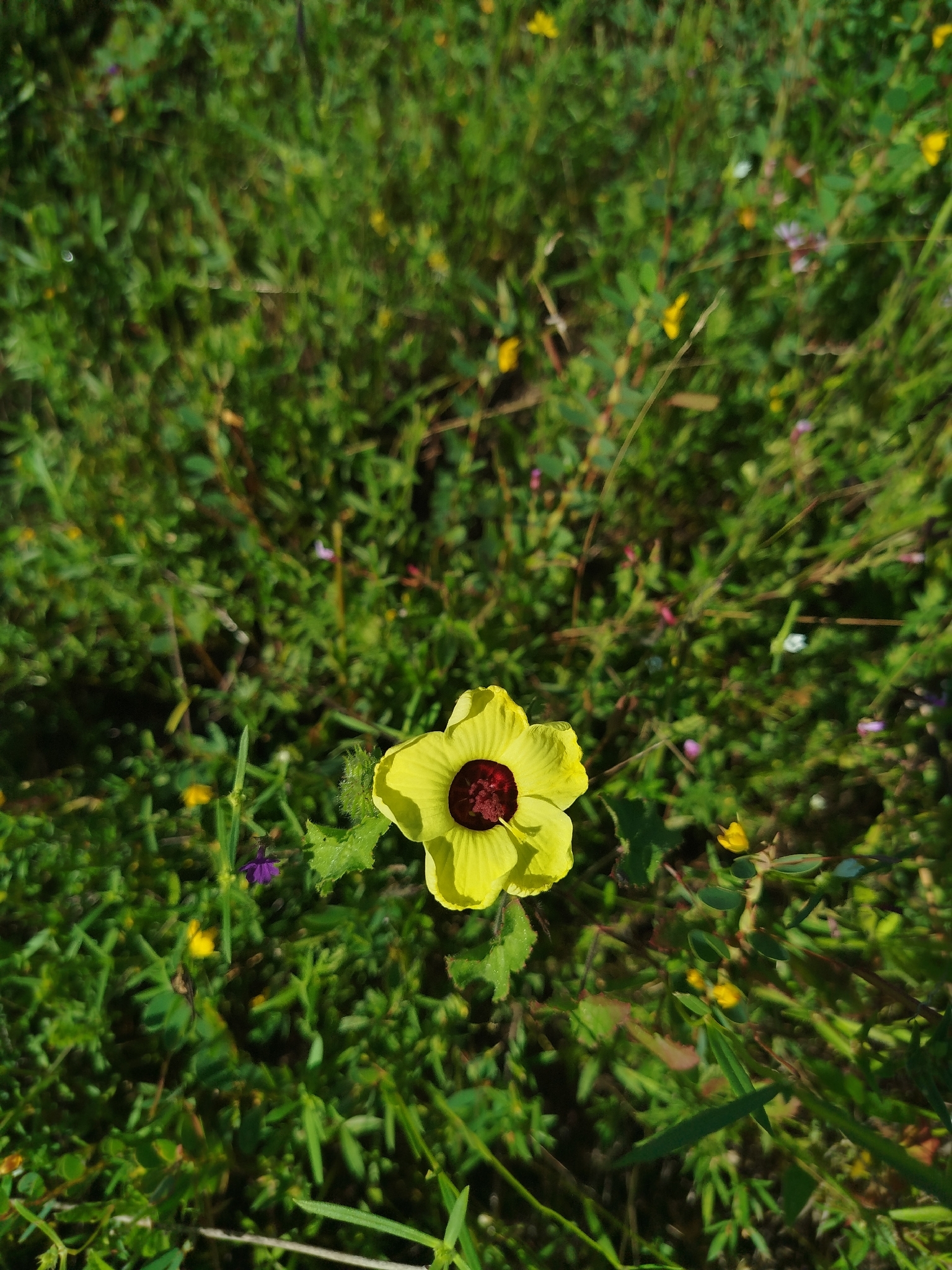 Pavonia cancellata